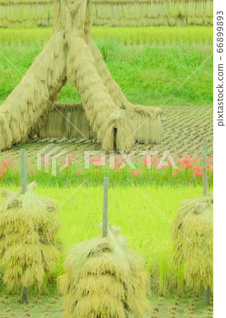 Yozukuhade and Giant Bana 66899893