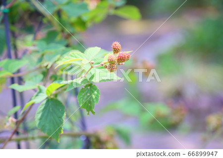 Blackberry fruit 66899947