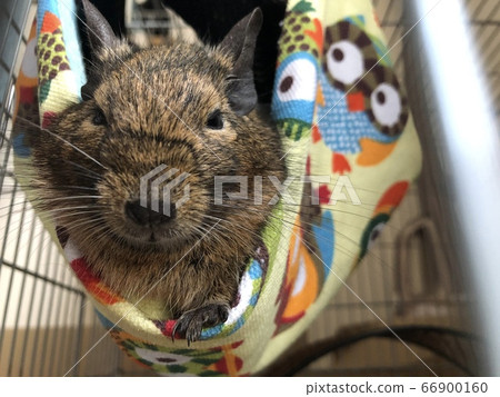 Degu relaxing in a hammock 66900160