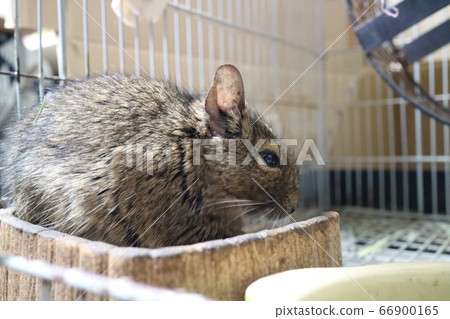 Degu 66900165