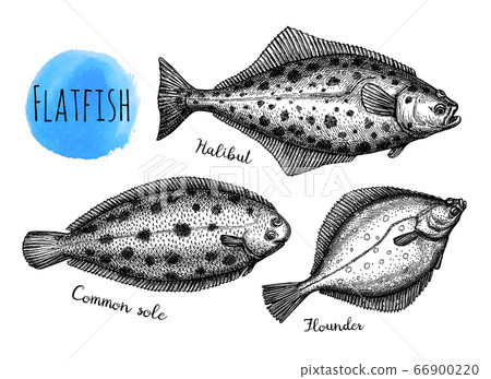 Flatfish Ink Sketch Of Halibut Common Sole Pixta