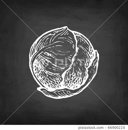 Chalk sketch of brussel sprout 66900228