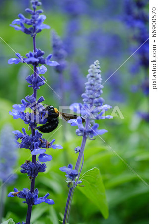 藍色丹參和熊 藍色丹參和熊 66900570