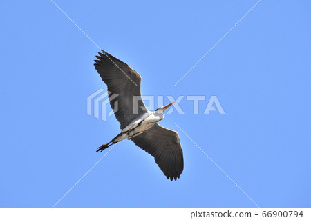 灰鷺 灰鷺 66900794