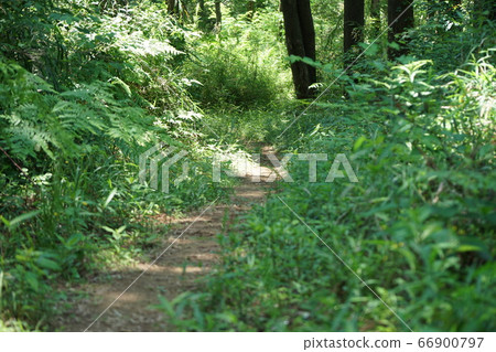 Hiking trail Hiking trail 66900797