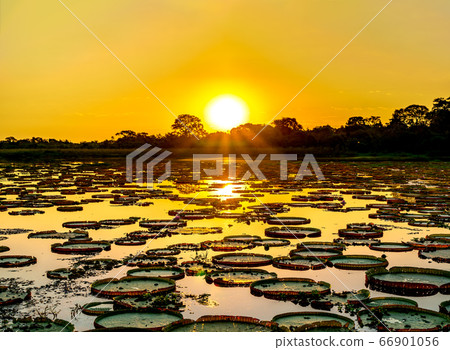 Sunset in pantanal wetlands with pond and victoria regia plant Sunset in pantanal wetlands with pond and victoria regia plant 66901056
