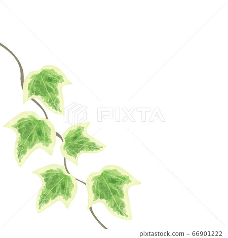 Ivy leaf background illustration 66901222