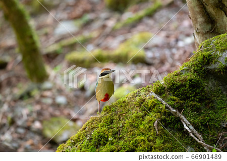 Beautiful summer bird 66901489