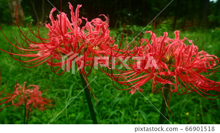 Cluster amaryllis Cluster amaryllis 66901518