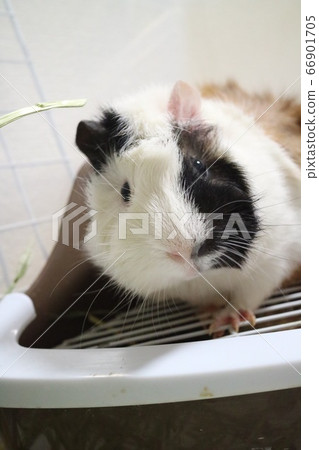 Guinea pig 66901705