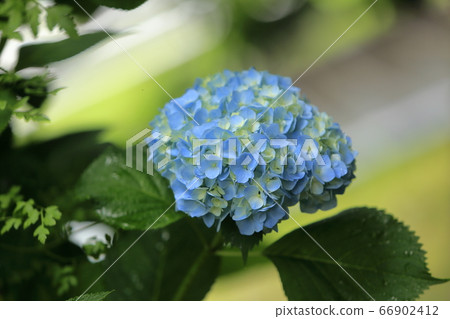 Arao City Yozan Shrine Hydrangea, 66902412