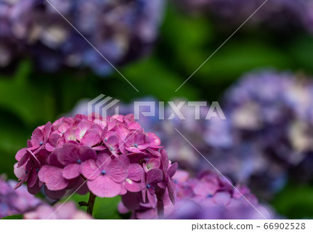 繡球（繡球，繡球） 66902528