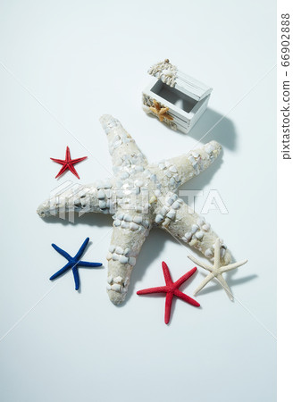 海星 海星 66902888