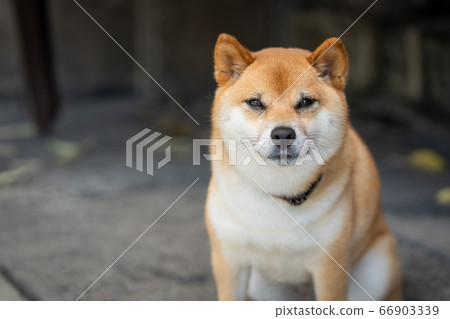 Shiba Inu-照片素材（圖片） [66903339] - PIXTA圖庫