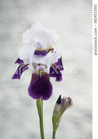 Botanical photo German iris is beautiful Botanical photo German iris is beautiful 66903360
