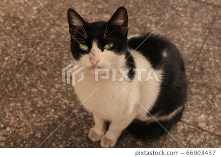 Cairo cat 66903437