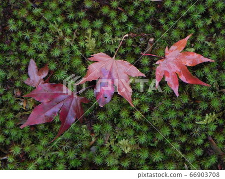 Fallen leaves moss and maple Fallen leaves moss and maple 66903708