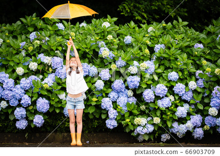 Hydrangea and girl Hydrangea and girl 66903709