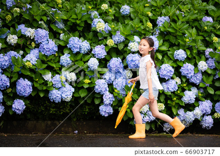 Hydrangea and girl Hydrangea and girl 66903717