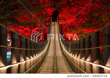 Hananuki谷Shiomidaki吊橋的照明夜景，秋冬季（茨城縣高ha市）2019年11月 66903728