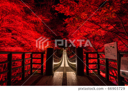 Hananuki谷Shiomidaki吊橋的照明夜景，秋冬季（茨城縣高ha市）2019年11月 66903729