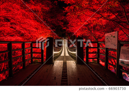 Illuminated night view of the Hananuki Valley Shiomidaki Suspension Bridge, autumn and winter (Takahagi City, Ibaraki Prefecture) November 2019 66903730