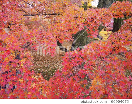 Tofukuji Tofukuji 66904073