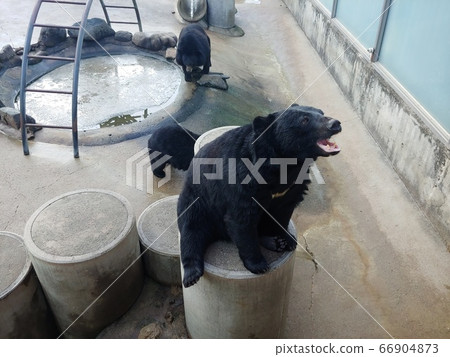 Half moon bear asking for carrot 66904873
