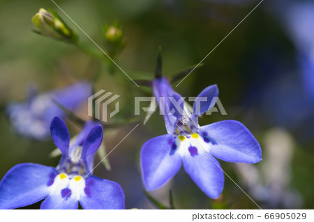 Blooming lobelia flowers close-up 66905029