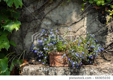 Lobelia flowerpot placed under a concrete wall 66905030