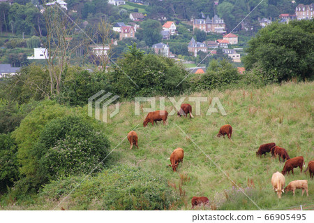 Cattle Grazing on Farmland 66905495