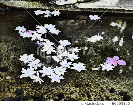 花瓣漂浮在水中 花瓣漂浮在水中 66905560