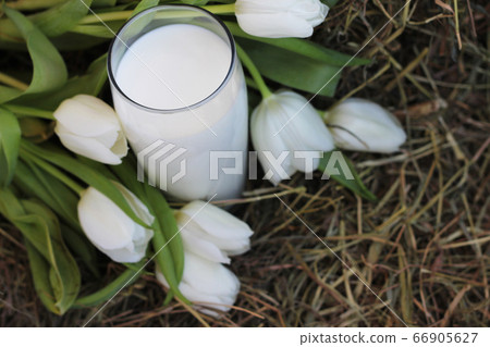 Glass of milk and white tulips on hay Glass of milk and white tulips on hay 66905627