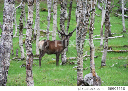Deer in forest 66905638