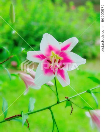 Damyang Bamboo Flower June Flower Damyang Bamboo Flower June Flower 66905973