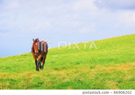 Horses grazing in the Kijihiki Plateau, Hokkaido Horses grazing in the Kijihiki Plateau, Hokkaido 66906202