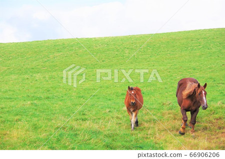 Horses grazing in the Kijihiki Plateau, Hokkaido 66906206