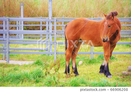 Horses grazing in the Kijihiki Plateau, Hokkaido 66906208