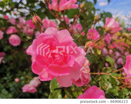 歐洲玫瑰園裡的粉紅玫瑰 歐洲玫瑰園裡的粉紅玫瑰 66906223