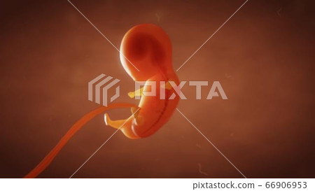3D render the formation of the fetus of the baby in the womb 3D render the formation of the fetus of the baby in the womb 66906953