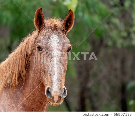 A Wild Horse A Wild Horse 66907152
