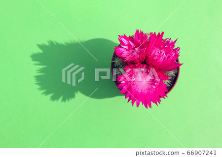 blooming cactus on a colored background pattern top view blooming cactus on a colored background pattern top view 66907241