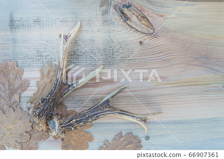 Deer antlers and dry oak leaves on wooden background Deer antlers and dry oak leaves on wooden background 66907361