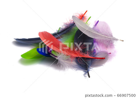goose feather isolated goose feather isolated 66907500