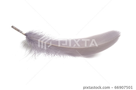 goose feather isolated goose feather isolated 66907501
