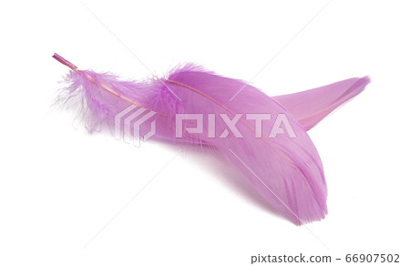 goose feather isolated goose feather isolated 66907502