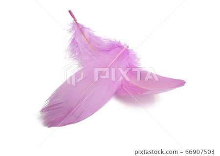 goose feather isolated goose feather isolated 66907503