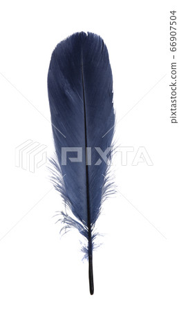 goose feather isolated goose feather isolated 66907504