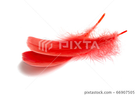 goose feather isolated goose feather isolated 66907505