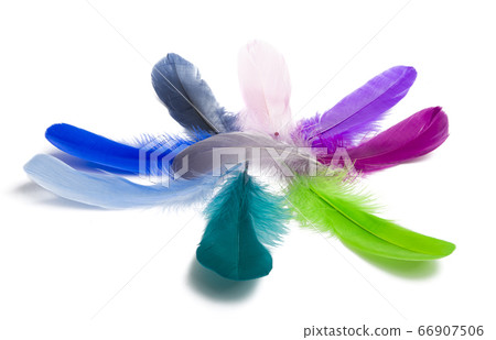 goose feather isolated goose feather isolated 66907506